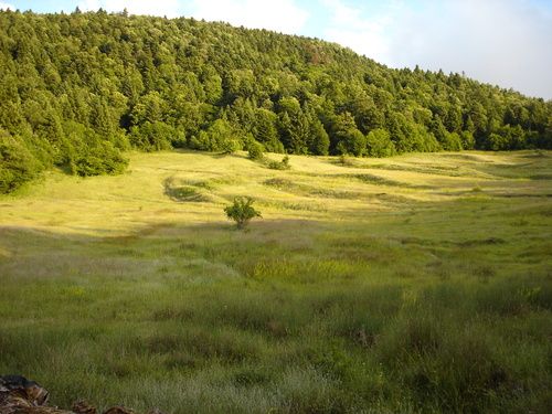 File:Bredhi i Hotovës.jpg