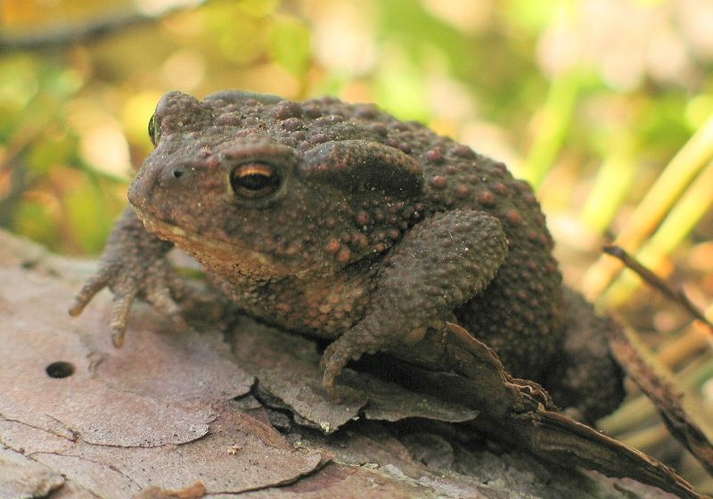 File:Bufo bufo small.jpg