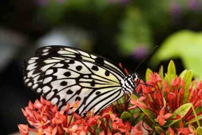 File:Butterfly danielaucoin.jpg