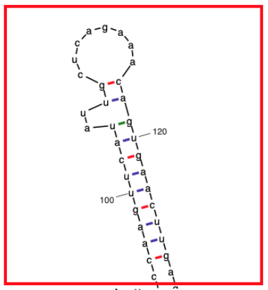 File:C6orf10 Stem loop structure.png