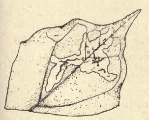 File:Cameraria saccharella mine.JPG