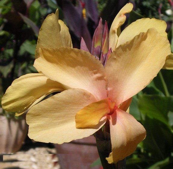 File:Canna ApricotDream.jpg