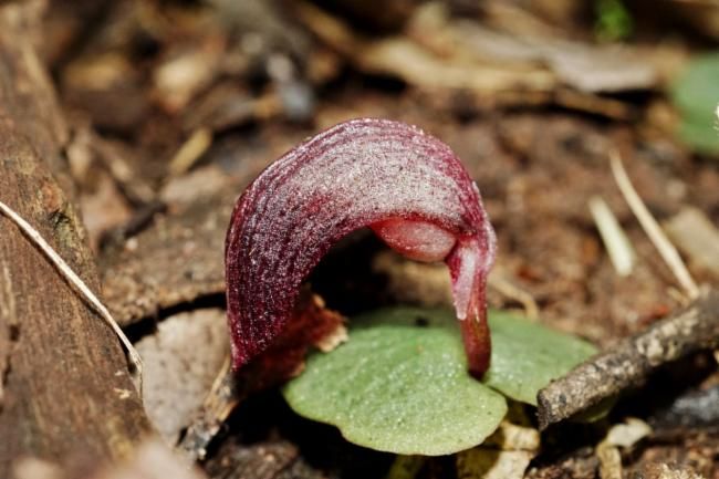 File:Corybas dowlingii.jpg