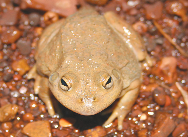 File:Cyclorana occidentalis, female, anterior view.png