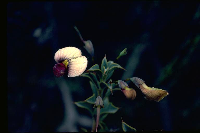 File:Daviesia uniflora.jpg