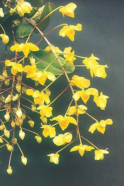 File:Dendrobium-lindleyi.jpg