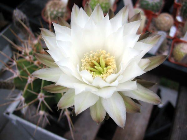 File:Echinopsis klingeriana1PCJO.jpg