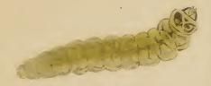 File:Ectoedemia weaveri larva2.JPG