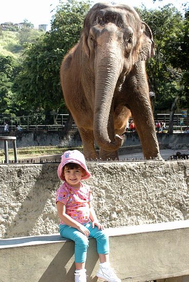 File:Elephantsfrontgirlriodejaneiro.jpg