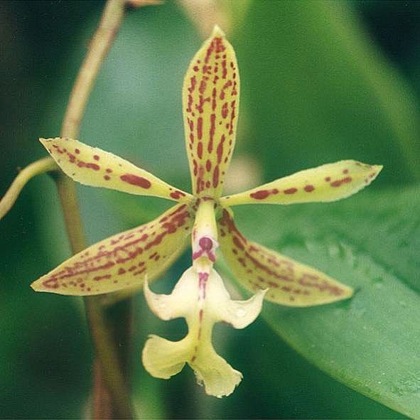 File:Epidendrum-stamfordianum.jpg