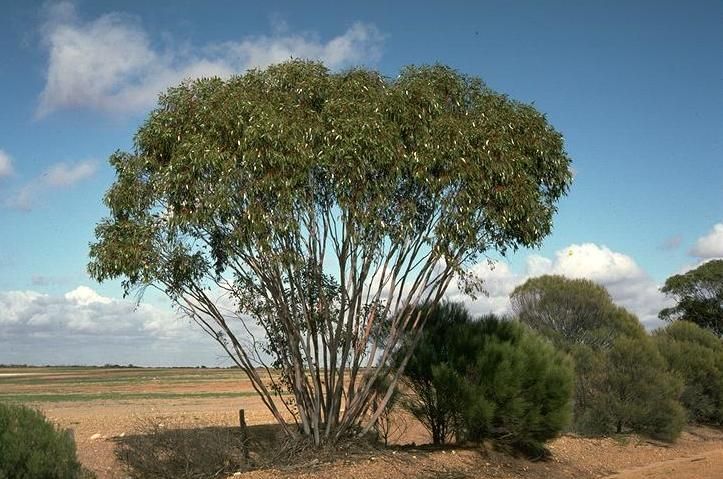 File:Eucalyptus stowardii.jpg