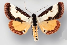 File:Eudryas unio male.jpg