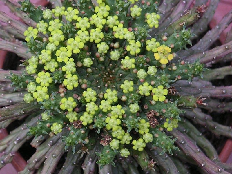 File:Euphorbia flanaganii 1.jpg