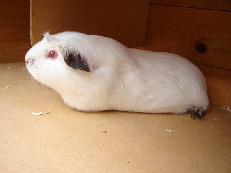 File:Himalayan-Guinea pig.jpg