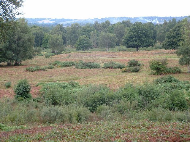 File:Hothfield Common - geograph.org.uk - 408938.jpg