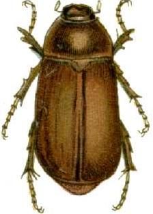 File:Lepidiota consotbrina cain1436.jpg