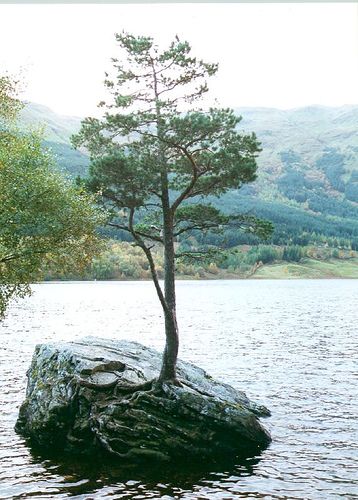 File:Loch Voil tree.jpg