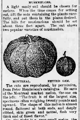 File:Montreal melon newspaper.png