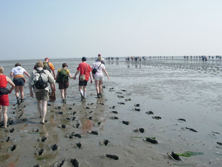 File:Mudflat hiking.JPG