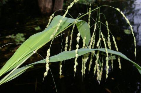 File:Oryza grandiglumis.jpg