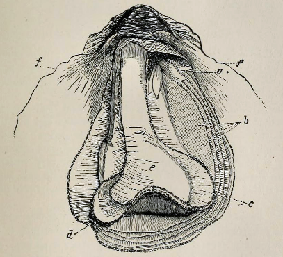 File:Ostrea edulis 001.png