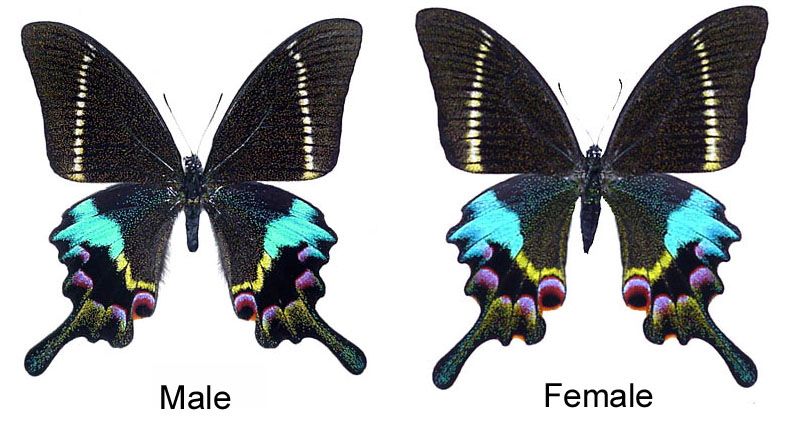 File:Papiliokrishnathawgawapr.jpg