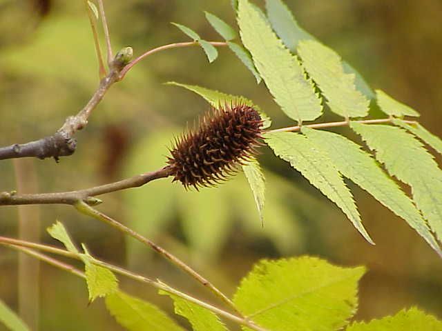 File:Platycarya strobilacea1.jpg