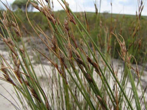 File:S arenicola inflorescences-NH.jpg