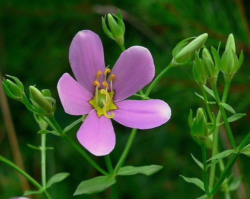 File:Sabatia angularis 001.jpg