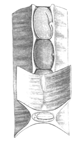 File:Sesbania punicea pod Taub117b.png