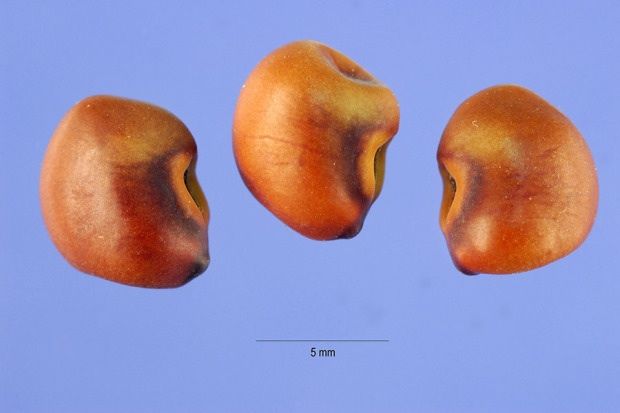 File:Sesbania punicea seed.jpg