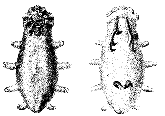 File:Sjögurkan Elpidia glacialis, Nordisk familjebok.png