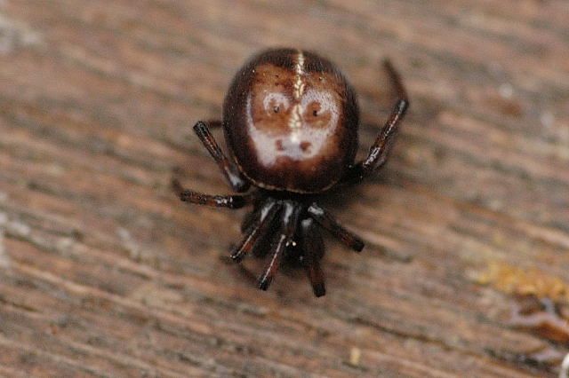 File:Steatoda.bipunctuata.female.jpg