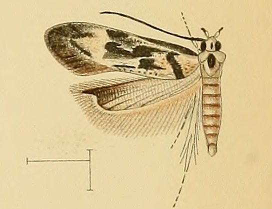 File:Stomopteryx schizogynae.jpg