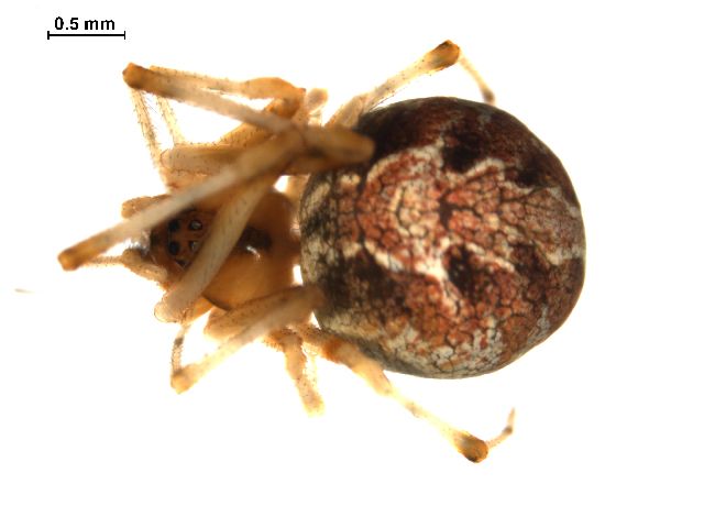 File:Theridion glaucescens f1.jpg