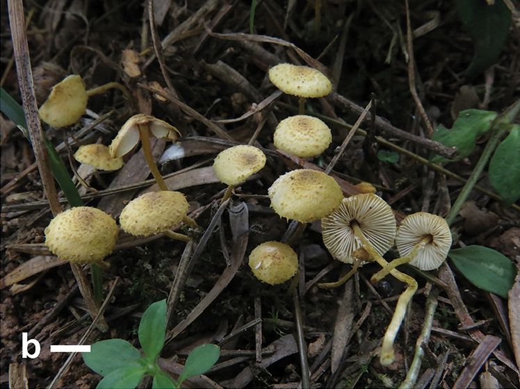 File:Xanthagaricus (10.3897-mycokeys.28.21029) Figure 2b.jpg