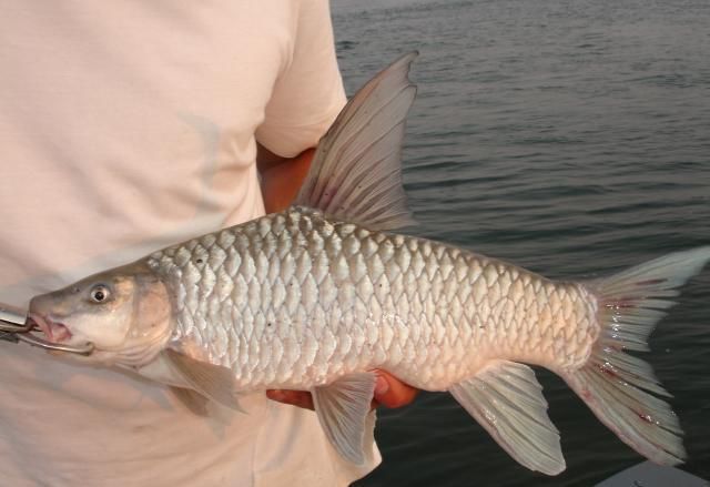 File:Zambezi Yellowfish.JPG