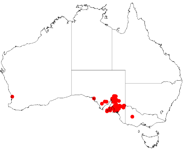 File:Acacia argyrophyllaDistMap65.png