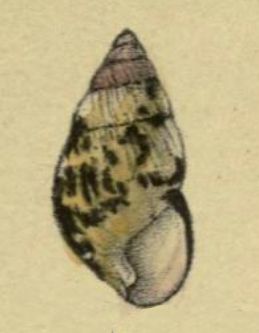 File:Amastra seminigra 001.jpg