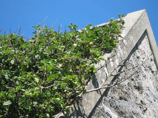 File:Bardsey Apples - geograph.org.uk - 904586.jpg