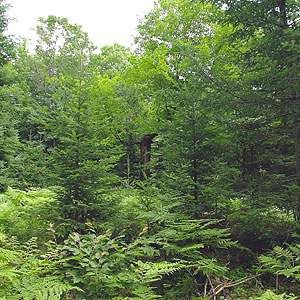 File:Bose Lake Hemlock Hardwoods NPS.jpg