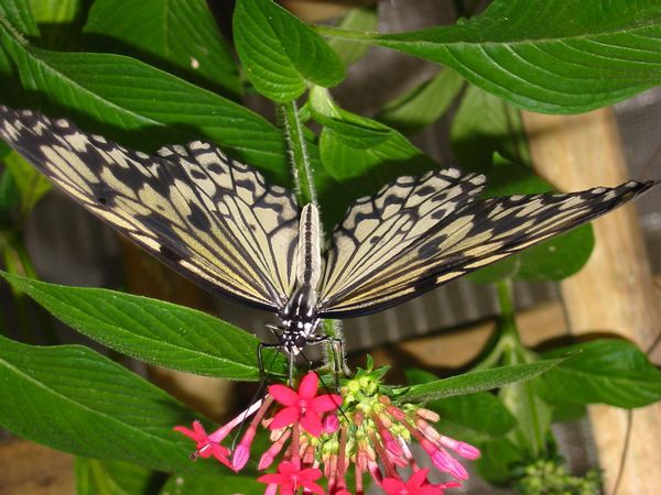 File:Butterfly zwin4.jpg