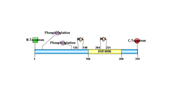 File:C8ORF48 Primary Structure.jpg