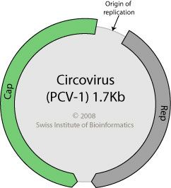 File:Circovirus genome.jpg