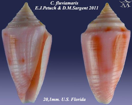 File:Conus fluviamaris 2.jpg