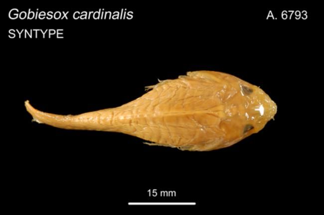 File:CreocelecardinalisHolotype.jpg