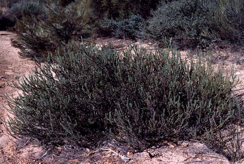 File:Daviesia uniflora habit.jpg