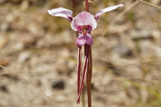 File:Diuris arenaria.jpg