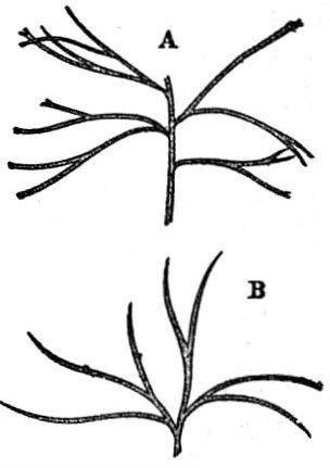 File:EB1911 Gymnosperms - Macrozamia heteromera.jpg