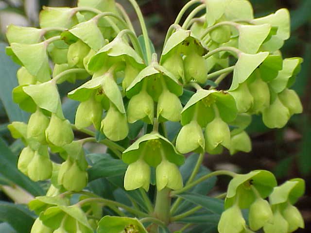 File:Euphorbia characias13.jpg